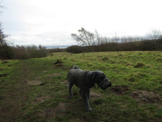 Hedley Hall Woods