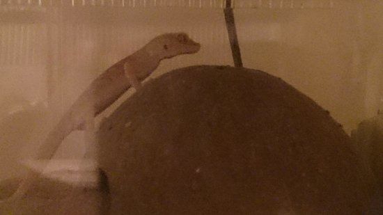 Team Reptiles